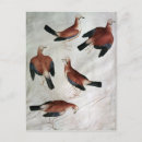Search for album postcards Pisanello