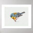 Search for songbird posters Warblers