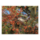 Search for mockingbird art Nature
