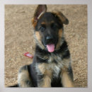Search for german shepherd photo posters Working dog