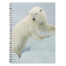 Search for adult notebooks Bear