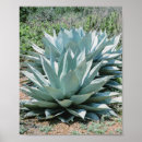Search for agave posters Plants