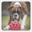 Search for enjoyment stickers Looking at camera