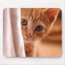 Search for butterscotch Kitten