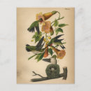 Search for throat postcards Bird