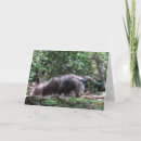 Search for anteater cards Mammal