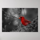Search for northern cardinal posters Nature