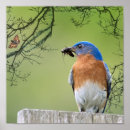 Search for bluebird posters Songbird