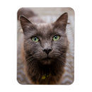 Search for pussy magnets Animal
