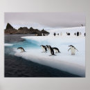 Search for antarctica penguin posters Animal
