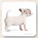 Search for veterinarian coasters Animal