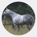 Search for thoroughbred horse stickers Bob langrish