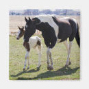 Search for filly magnets Horse