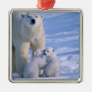 Search for mama bear christmas tree decorations Wildlife