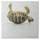 Search for tortoise shell Animals
