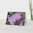 Search for crocuses cards Flowers