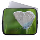 Search for farfalla Butterfly