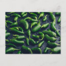 Search for chilli peppers postcards Hot pepper