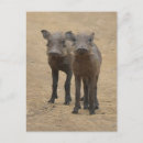 Search for two animals postcards Young animal