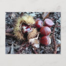 Search for terrain postcards Nature