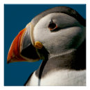Search for atlantic puffin posters Blue