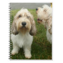 Search for basett Dog