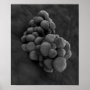 Search for biochemistry posters Pathogen