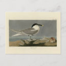 Search for birds of america postcards Illustration