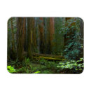 Search for marin magnets Redwood