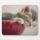 Search for kitten sleeping electronics Tabby