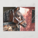 Search for stable postcards Stallion