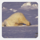 Search for manitoba stickers Bear