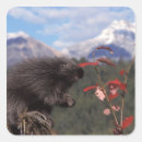 Search for feeding stickers Animal