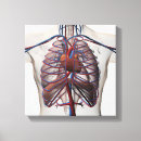 Search for circulatory system posters 3d