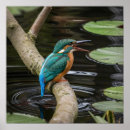 Search for kingfisher painting art Blue