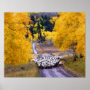 Search for country posters Sheep