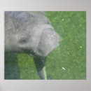 Search for manatee posters Animal