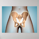 Search for female anatomy posters Close up