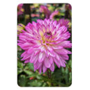 Search for dahlia magnets Plant