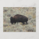 Search for bison birthday cards Yellowstone