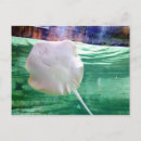 Search for stingray postcards Aquarium