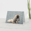 Search for peking cards Peke