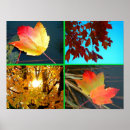Search for fall splendour Leaves
