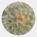 Search for dandelions stickers Nature