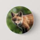 Search for wild dogs badges Red fox