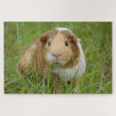 Search for guinea pig puzzles Rodent
