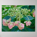 Search for floral lace posters Garden