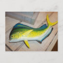 Search for mammals postcards Fish