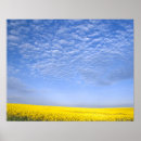 Search for canola posters Blue sky