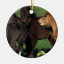 Search for miniature horse christmas tree decorations Bob langrish